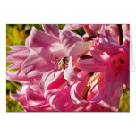 Naked lady lily with bee - Card