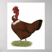 Naked-neck Hen Poster
