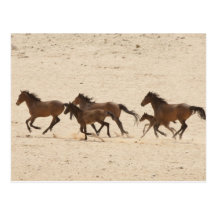 Namibia, Aus. Group of running wild horses on Post Card