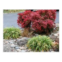 Nandina and Agapanthus Postcard