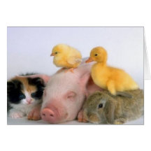 Nap Time for the Animals Card
