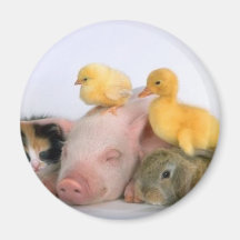 Nap Time for the Animals Fridge Magnet