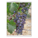Napa Valley Grapes Card