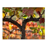 Napa Valley Vineyard in California Postcard