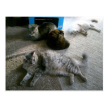 napping in sun from window postcards