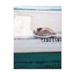 Napping Pelican Postcard