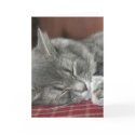 Napping Tabby Cat Notecard