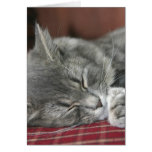 Napping Tabby Cat Notecard