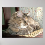 Napping Tabby Cat posters