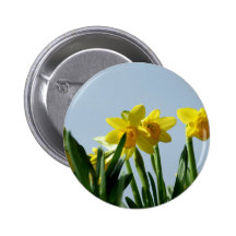 Narcissus   Button