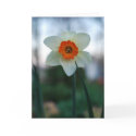 Narcissus cards