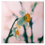 Narcissus Flowers - gentle white and yellow photog Ceramic Tile
