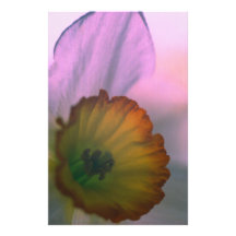 Narcissus Petals - white yellow flower photography