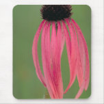 Narrow-leaved Coneflower mousepads
