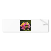 nass lilys bumper stickers