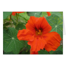 Nasturtium Greeting Cards