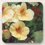 Nasturtium Photograph Drink Coasters