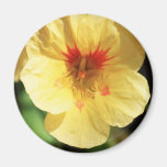 Nasturtium Photograph Magnets