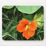 Nasturtium Photograph Mousepad