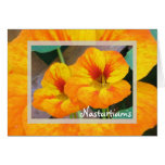 Nasturtiums cards