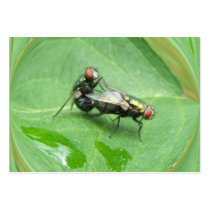 Nasty Flies ~  ATC
