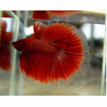 Nate Statue (Chickadee's Betta) photo sculptures