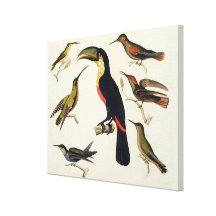 Native birds, including the Toucan (centre), Amazo Canvas Prints