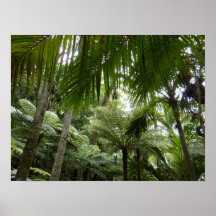 Native Forest Poster/Print