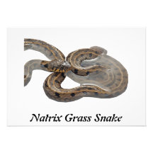 Natrix Grass Snake Personalized Invitations
