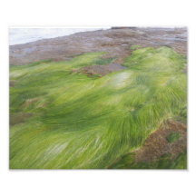 NATURAL ANGEL SNAP FROM BEACH ART PHOTO