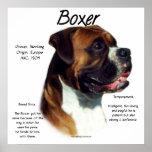 Natural Ear Boxer Meet the Breed Poster posters