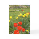 Naturalised Tulips cards