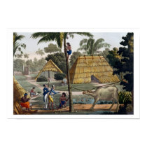 Naturalists question natives near Kupang, Timor, p posters