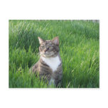Nature Boy Cat Postcard