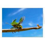 Nature cards