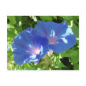 Nature Collection Postcards