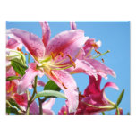 Nature Floral Photography prints Pink Lily Flowers photography
