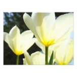 Nature Floral Photography Tulip Flowers art prints photography