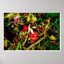 Nature Morte 18 Poster