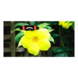 Nature photo cards