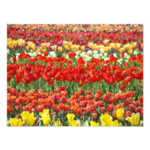 Nature Photography Art prints Tulip Flowers Field