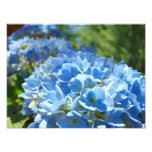 Nature Photography Blue Hydrangea Floral Office photography