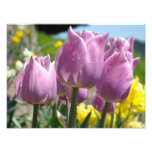 Nature Photography Fine Art prints Purple Tulips photography