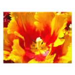 Nature Photography Red Yellow Fine Art Print photography