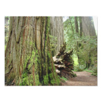 Nature Photography Redwood Trees Forest