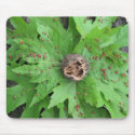 Nature Star mousepads