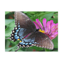Natures Angels the Butterfly Postcard