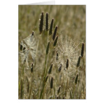 Nature's Artists Cards