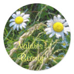 Natures, Beauty-Daisies-Stickers