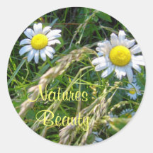 Natures, Beauty-Daisies-Stickers